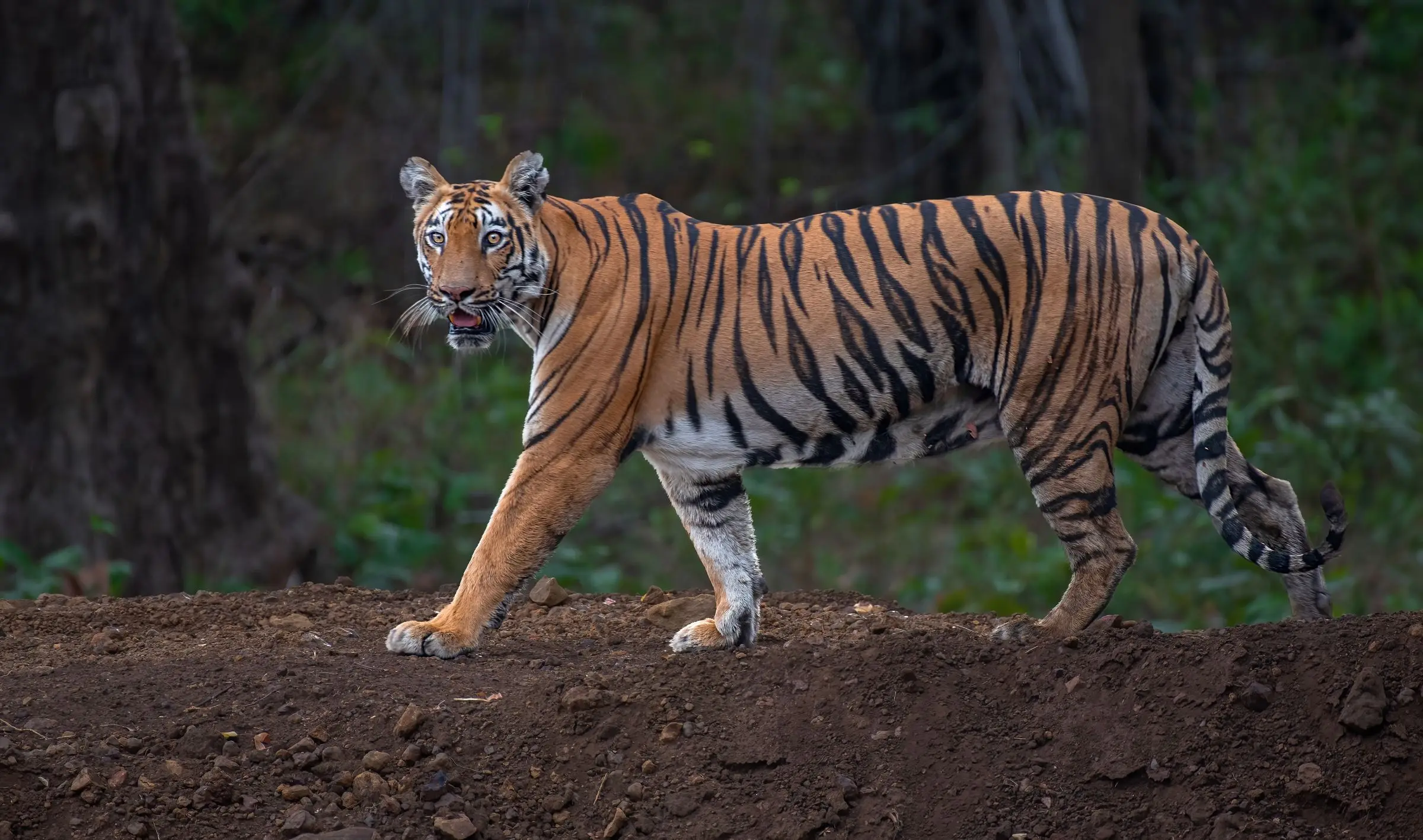 A tiger walking along a forest track